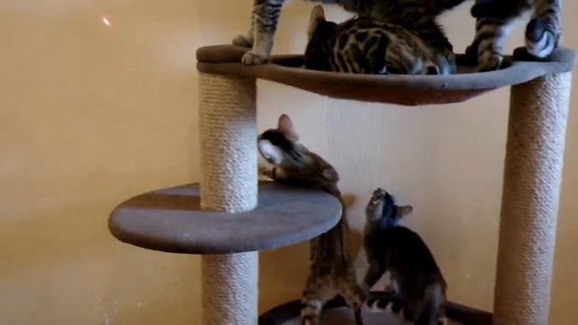 Бенгальские котята и гибриды F2 (bengal kitten and hydrids f2) смотреть онлайн