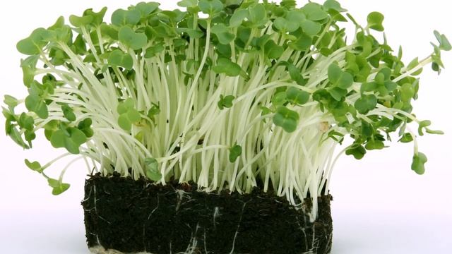 КАК ВЫРАСТИТЬ КРЕСС САЛАТ НА ПОДОКОННИКЕ ЗИМОЙ - 2