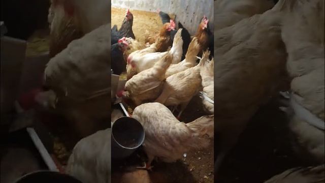 Зимние секреты содержания кур несушек. смотреть онлайн