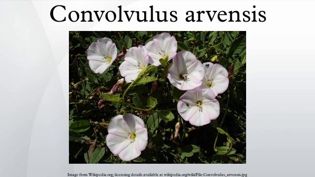 Convolvulus arvensis смотреть онлайн