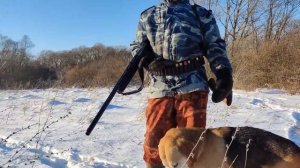 Пешая ружейная охота с гончими собаками на лису