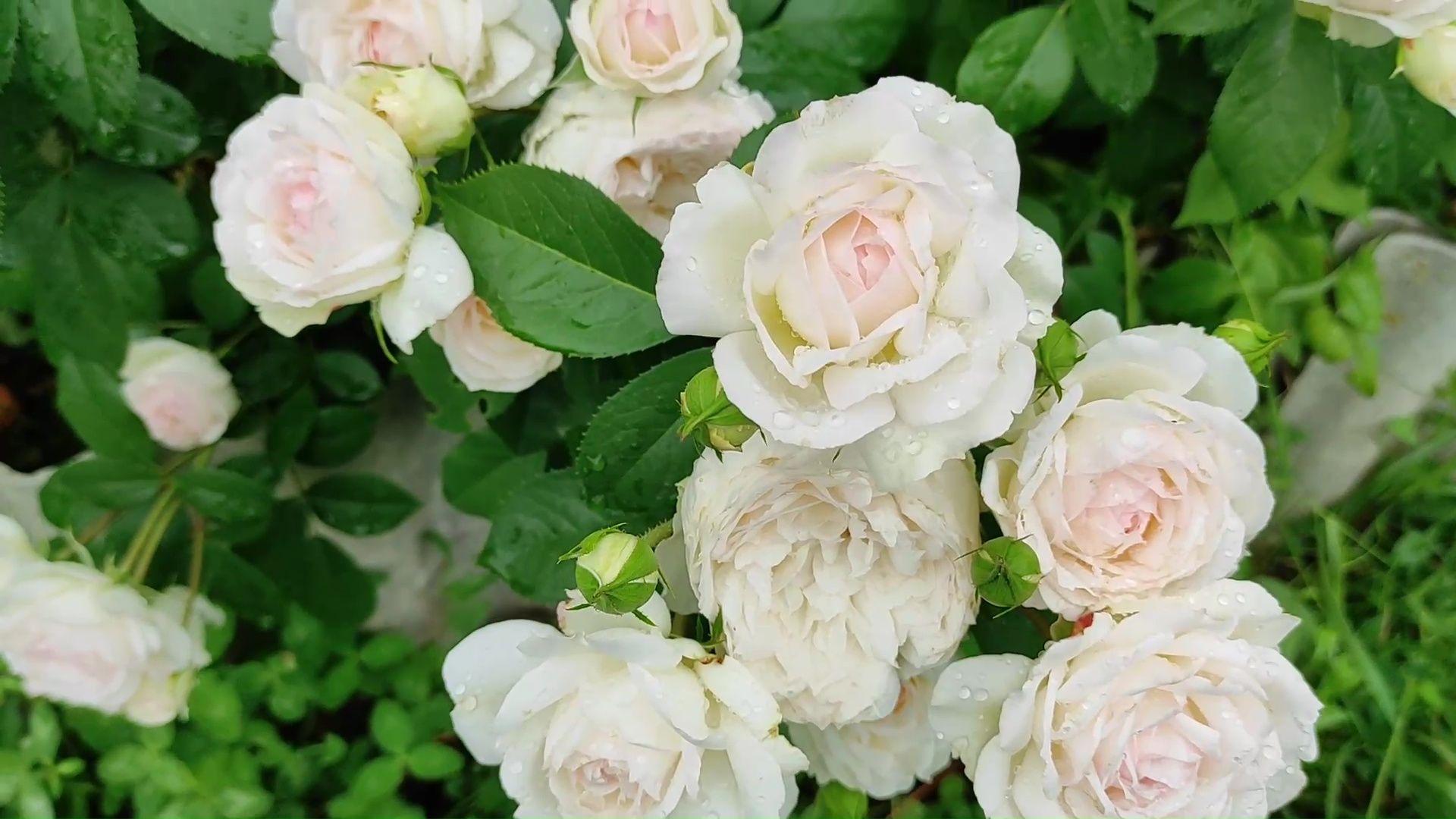 ЧУДЕСНАЯ РОЗА, У КОТОРОЙ НЕ БЫЛО НАЗВАНИЯ! НАКОНЕЦ-ТО Я СМОГЛА ЕЕ ОПОЗНАТЬ!!! Розы Тантау #розы #cад смотреть онлайн