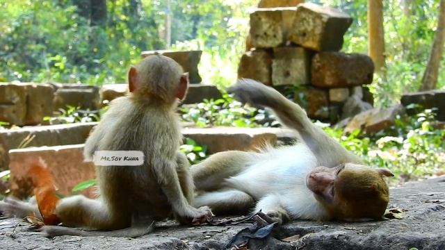 OH NO!! Small monkey run super fast nearly to rush Rainbow & Angela playing смотреть онлайн