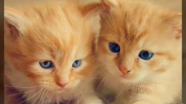 Кошенята милота