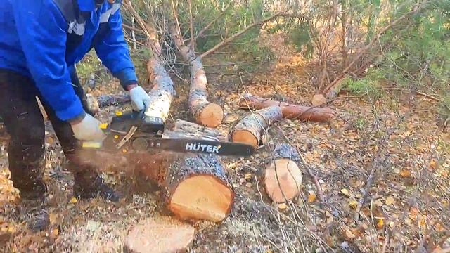 Испытание Пилы Hüter BS-52. Валка Сосны И Раскрыжовка Дерева!