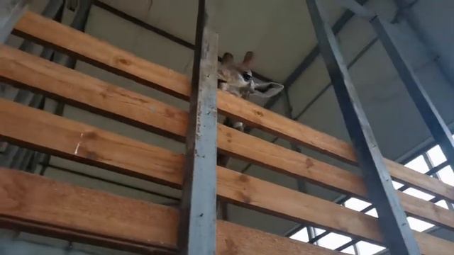 Жираф!Старооскольский зоопарк! смотреть онлайн