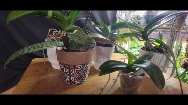 Easy Tips for growing Phalaenopsis/Novelty phalaenopsis смотреть онлайн