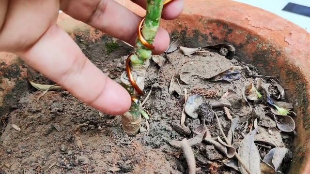 Schefflera plant care, Best way to start a bonsai for beginners, schefflera plant bonsai dekhbhal смотреть онлайн