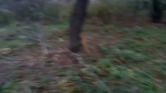 Вид с участка осенью вечером смотреть онлайн