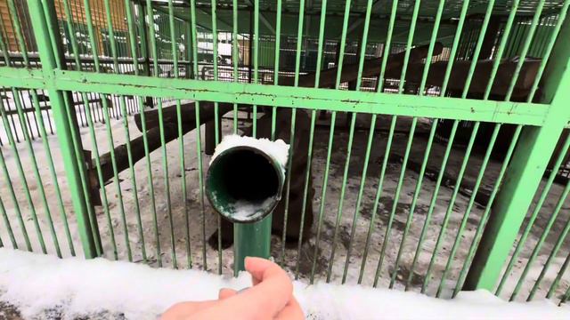 VLOG | Выходные с друзьями | Зимний зоопарк 🎄 смотреть онлайн