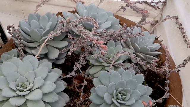 Echeveria Laui cuidados de mi suculentas смотреть онлайн