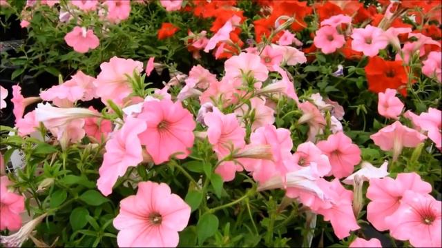 FLORES RARAS QUE NO CREERAS QUE SON REALES Y SOLO LAS VERÁS EN MI VIDEO DJ KIKITO смотреть онлайн