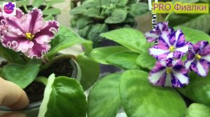 Вот какие ФИАЛКИ НАДО ВЫРАЩИВАТЬ!!! Настоящее сокровище! Фиалки-Химеры. Обзор 2 сортов