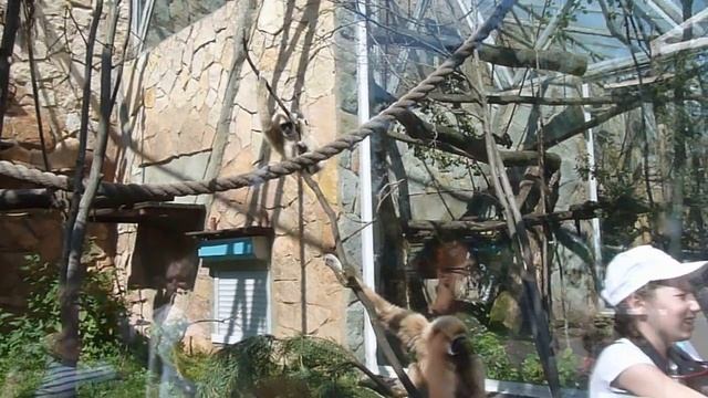 Ленинградский зоопарк 28.07.2016 Белорукие гиббоны смотреть онлайн