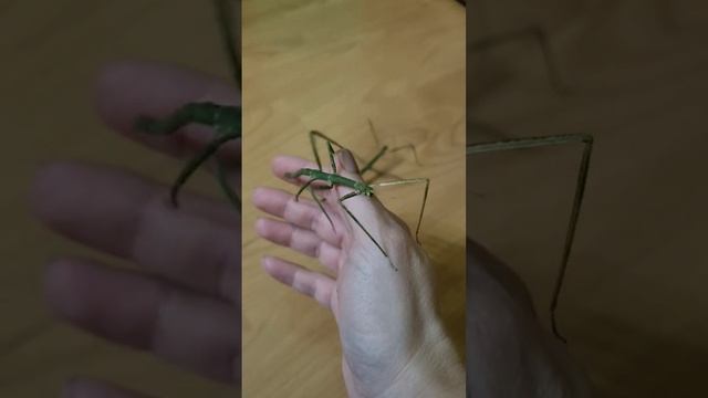 шустрые палочники. #домашниеживотные #палочник #насекомые #insects #like lik смотреть онлайн