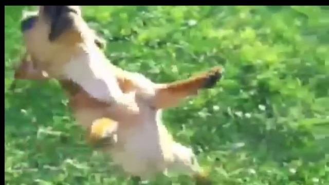 Salsa Dancing Dogs смотреть онлайн