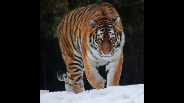 Амурский тигр - сообщение(ДЗ) смотреть онлайн