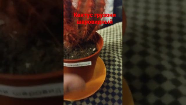 кактус Ёж смотреть онлайн