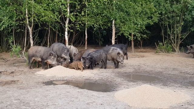 Кабаны кушают смотреть онлайн