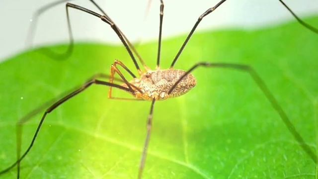 #приметы #суеверия #паук К чему заводятся пауки в доме/Не убивайте пауков/Зачем нужны пауки?