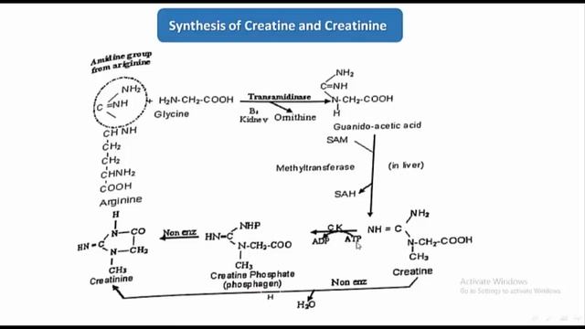 GIT biochemistry Lecture 3 : Glycine and serine смотреть онлайн