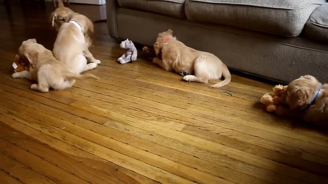 2014 Golden Retriever Puppies - 7 Weeks Old смотреть онлайн