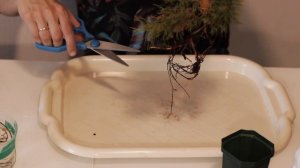 Бонсай своими руками из лесной сосны / Do-it-yourself Bonsai from forest pine