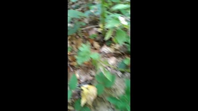 Jastrebača - Meripilus giganteus - Štrbačko korito, Đerdap смотреть онлайн