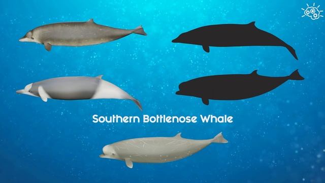 ? Beaked whales (3D puzzle for kids) смотреть онлайн