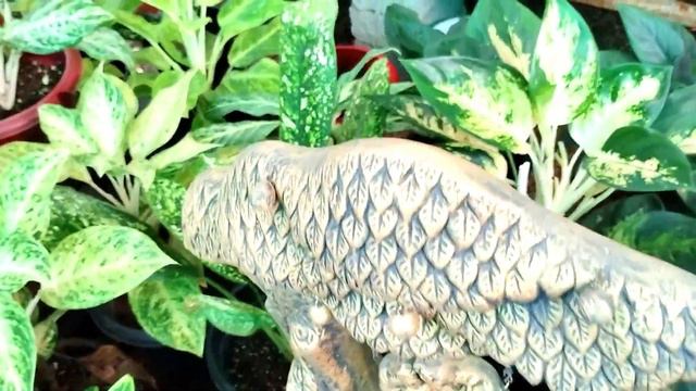 250 അഗ്ലോനിമ വെറൈറ്റികൾ /ഇന്ത്യയിൽ എവിടെയിരുന്നും വാങ്ങാം/ AGLONIMA VARIETIES ALL INDIA ONLINE SALE смотреть онлайн