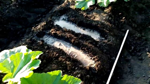 Муж Сломал КАБАЧОК!!!? Сею Горох сорта БЕРКУТ после КАБАЧКА!!! 29 июня 2023г.? смотреть онлайн