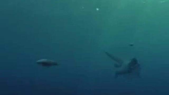 Sea Monsters A Prehistoric Adventure now playing at the Denver Museum of Nature Science смотреть онлайн