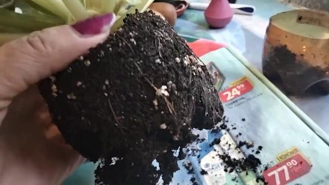 Фиалки. Грунт, перлит . Весна пересадка. смотреть онлайн