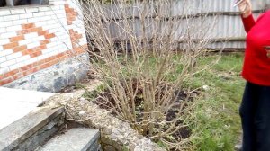 гибискус-древовидный - сроки обрезки куста весной