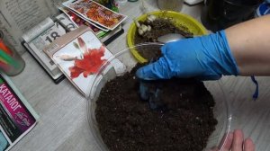 ЛИЛИЯ из СВЕТОФОРА с РОСТКАМИ. Как СОХРАНИТЬ до ПОСАДКИ В ГРУНТ