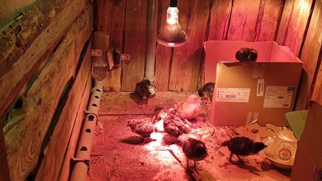 Разведение Кур (Птенцов) Первый Опыт :-D смотреть онлайн