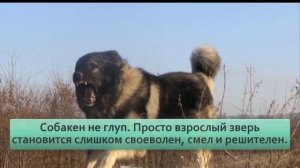 Кавказская овчарка  Прекрасный пес, которого я себе никогда не возьму и не посоветую другим