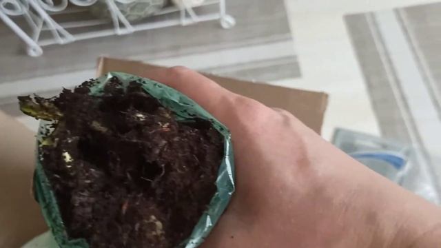 распаковка, посылка от агрофирмы ПОИСК. смотреть онлайн