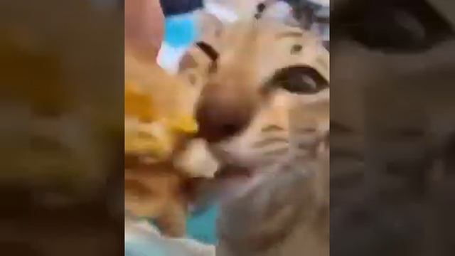 кот ест и громко чавкает смотреть онлайн