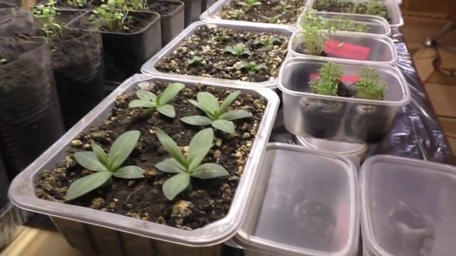 Посадки, Чебуреки, Сюрприз от подписчицы смотреть онлайн