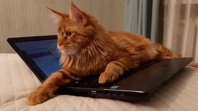 Жизнь Рыжего Мейн-кун.(1) смотреть онлайн