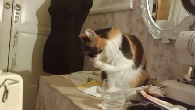 Кошка Рыська и стакан 20160404 смотреть онлайн