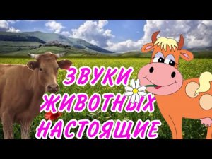 Звуки животных для самых маленьких/Развивающие мультики для детей/Как говорят животные/Настоящие