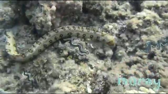 Фауна Красного моря смотреть онлайн
