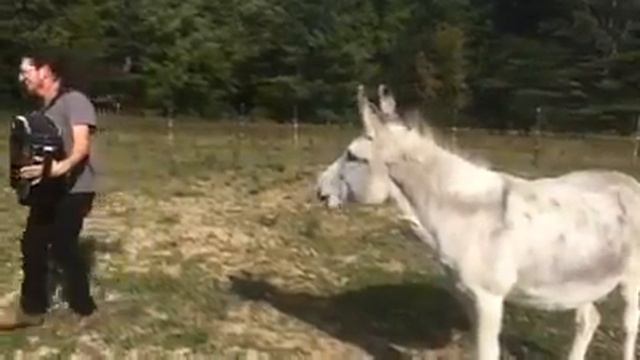 Паёт ишачий песню ишак смотреть онлайн