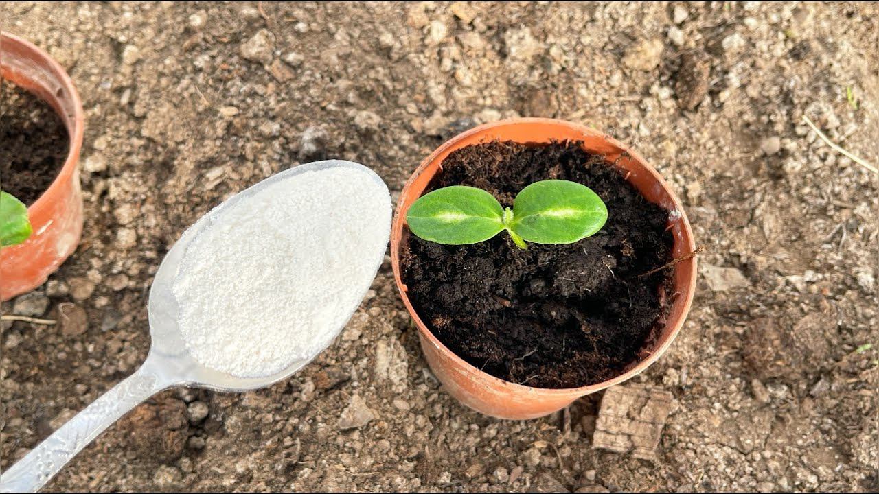 1 ложка ПОД ОГУРЦЫ и они быстро позеленеют и обильно заплодоносят! смотреть онлайн