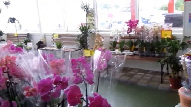 Мои Орхидеи (Фаленопсис) после реанимации. Полгода спустя. смотреть онлайн