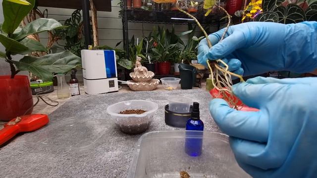3rd day/September challenge/Converting Cyrtosperma Johnstonii to inorganic media смотреть онлайн