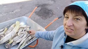 Дайкон Клык Слона урожай 2021/НАТАЛИЯ БОС