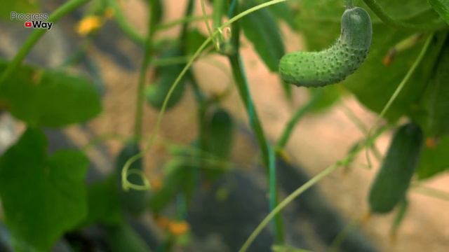 Томаты и огурцы завалят урожаем, дайте им такую подкормку. Огурцов и томатов будет очень много!